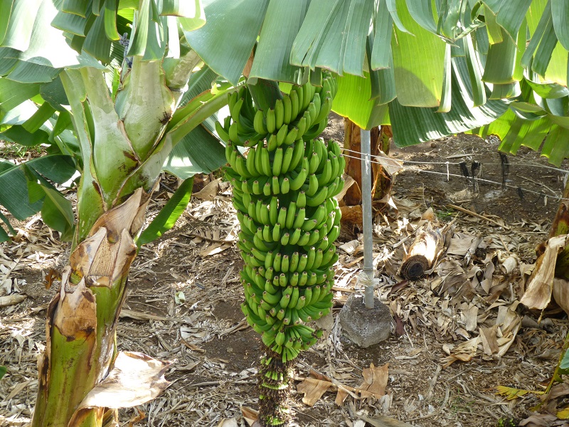 P1000045